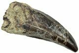 Serrated, Carcharodontosaurus Tooth - Dekkar Formation, Morocco #252320-1